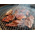 【スタミナ満点焼肉セット3種600g！】（ニンニク醤油ダレ漬けカルビ200g、ニンニク醤油ダレ漬けハラミ200g、塩ダレホホ肉200g）：1980円