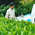 静岡県春野町産　特上茶(山里の浅蒸し茶）１００ｇ ５本セット：2700円