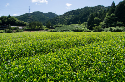 いしだ茶屋のこだわり深蒸し茶100g×6袋【送料無料でお届けします】：3780円