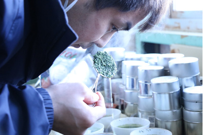 訳あり静岡茶100g×6本 茎入 お茶 お茶の葉 日本茶 緑茶 一番茶 2024年産：2160円