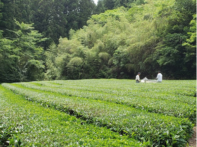 粉末煎茶30g×2袋：770円