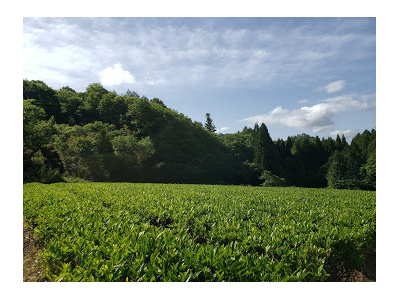 粉末煎茶30g×2袋：770円