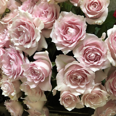 ミニ箱いっぱい切り花(白系)：4200円