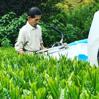 静岡県春野町産　特上茶(山里の浅蒸し茶）１００ｇ ５本セット：2700円