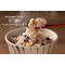 米の華～12種のヘルシーセレクト～：（500g×10袋）：16200円