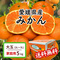 愛媛県産みかん 家庭用 大玉 2L〜3L（1玉200g〜250g前後）：3200円
